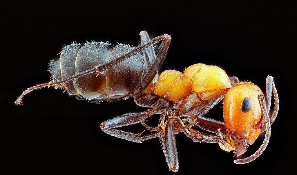 Ant Control service in Providence, RI