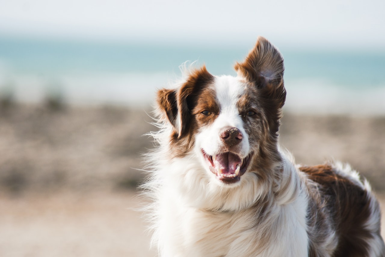 Flea & Tick Control service in Providence, RI
