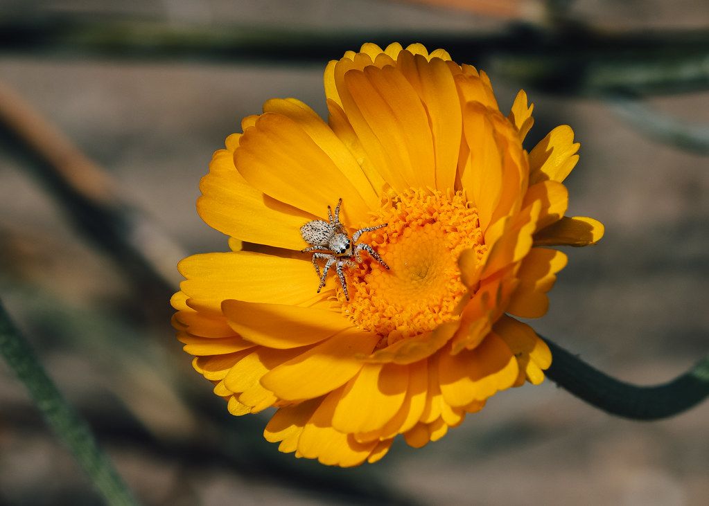 Spider Control service in Providence, RI